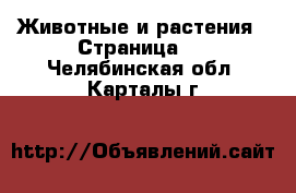  Животные и растения - Страница 9 . Челябинская обл.,Карталы г.